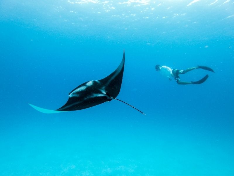 <p>Viaggio alle Maldive - Mante giganti</p>